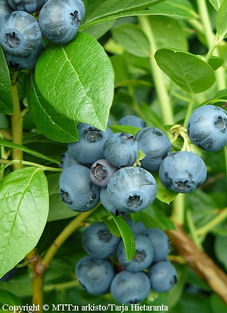 Vaccinium Angustifolium-Ryhm   'Jorma'